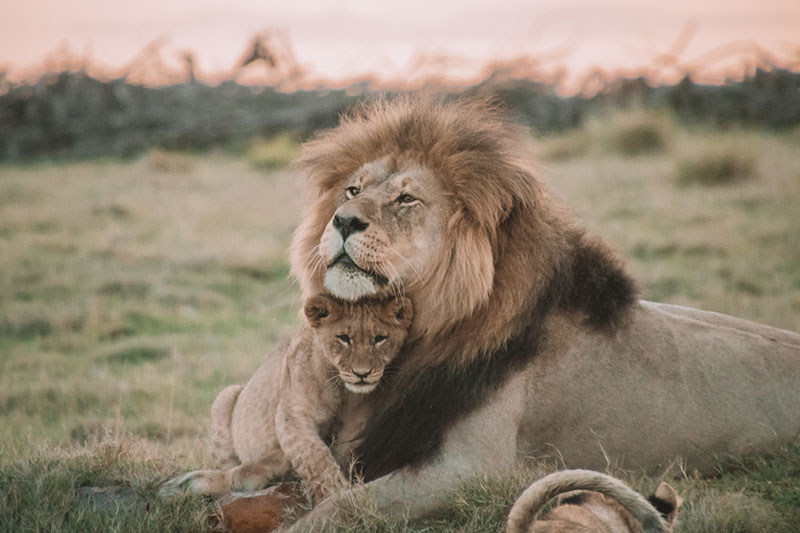 lion and cub in africa unsplash
