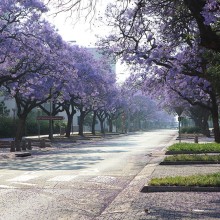 purple blossoming trees Pretoria, South Africa unsplash