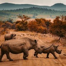 rhinos unsplash