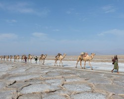 Ethiopia Camels carry salt unsplash
