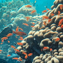Red Sea Reef unsplash