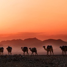 ethiopia salt camels (unsplash)