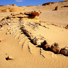 whale skeleton at Archaeocet in the White Desert Eygpt whale skeleton at Archaeocet in the White Desert Eygpt