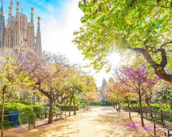 Blooming spring park in Barcelona city centre, Spain travel photo. Beautiful panoramic view of Barcelona cityscape, Sagrada Familia famous architectural attraction on a background Blooming spring park in Barcelona city centre, Spain travel photo. Beautiful panoramic view of Barcelona cityscape, Sagrada Familia famous architectural attraction on a background