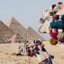 camels in front of the pyramids at giza eygpt camels in front of the pyramids at giza eygpt