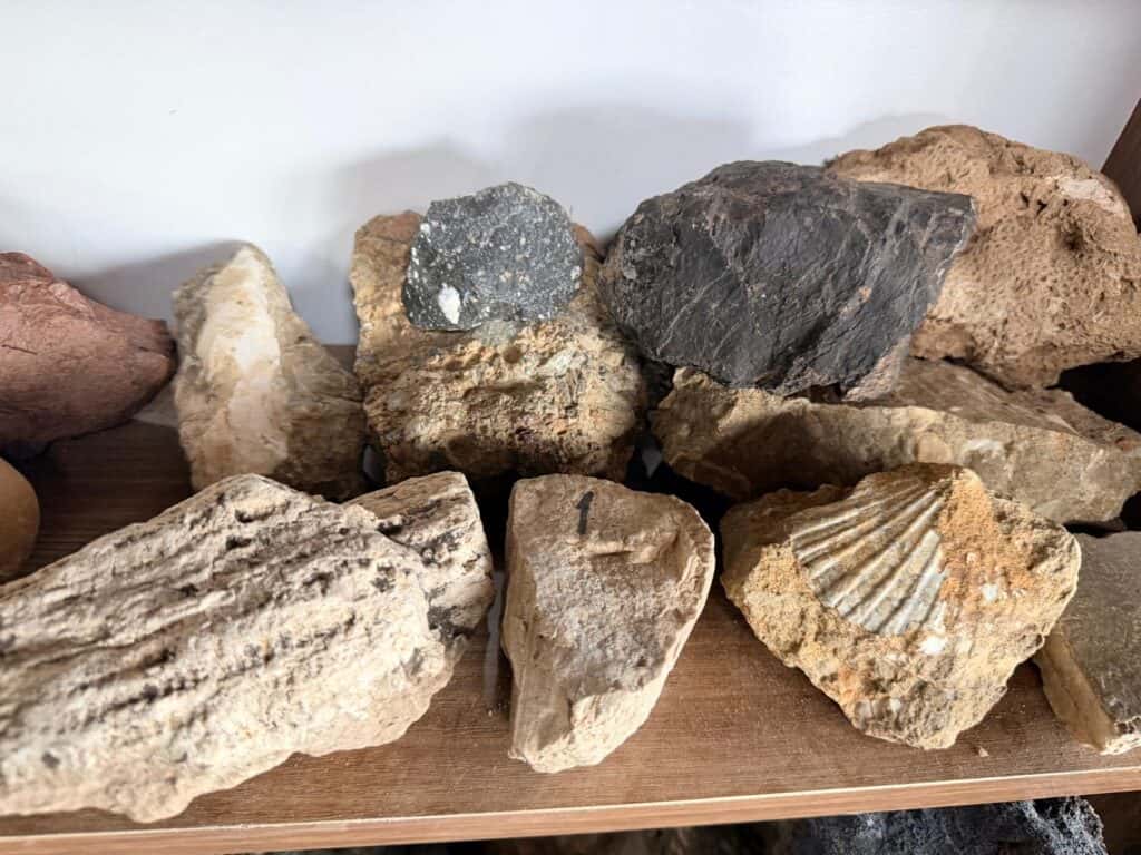 Fossils on display Durupinar Visitor Center